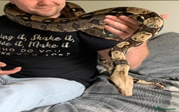 Snake reptiles for sale: Male Boa Constrictor and Custom Vivarium Equipped - Advert 1