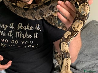 Snake reptiles for sale: Male Boa Constrictor and Custom Vivarium Equipped - Advert 1