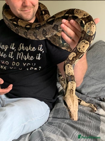 Snake reptiles Male Boa Constrictor and Custom Vivarium Equipped - Advert 1