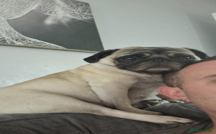 Pug dogs - Advert 1