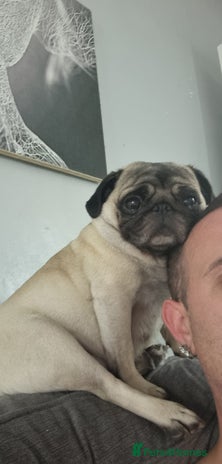 Pug dogs - Advert 1