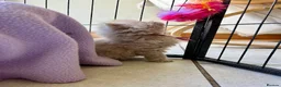 British Shorthair cats for sale: GCCF Registered BSH/BLH Kittens - Advert 7
