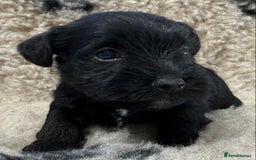 Miniature Schnauzer dogs for sale: Miniature schnauzers pups - Image 29