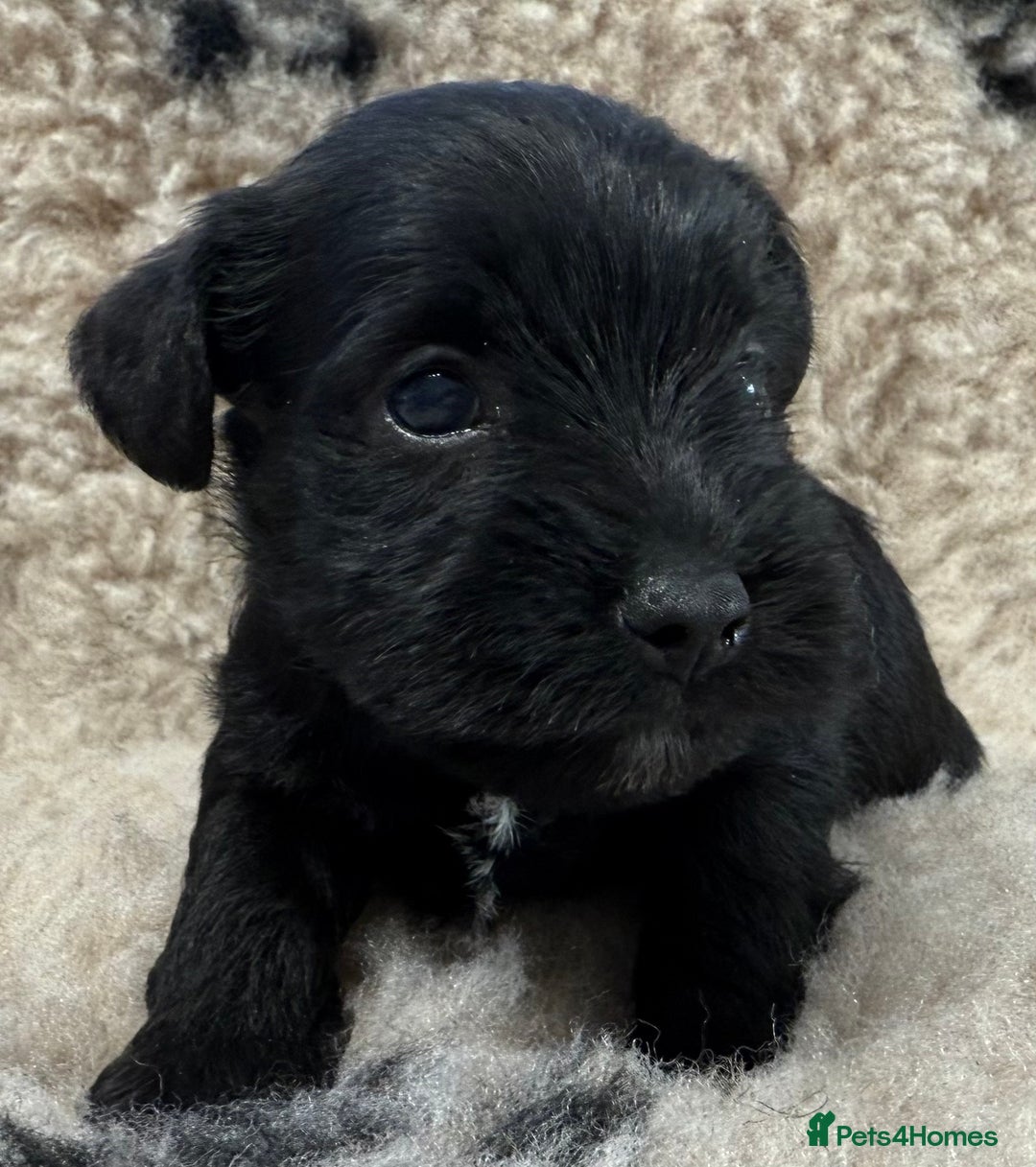Miniature Schnauzer dogs for sale: Miniature schnauzers pups - Image 29