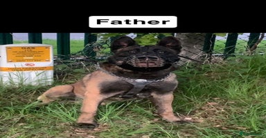 Belgian Shepherd Dog dogs - Advert 10