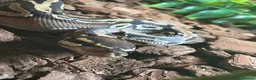 Python Snake reptiles for sale: 1yo python  in Taunton - Advert 3