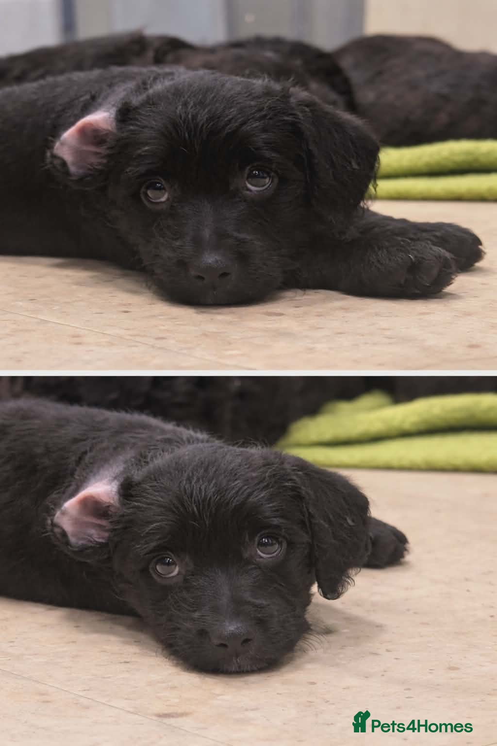 Mixed Breed dogs Froodle puppies  - Advert 8