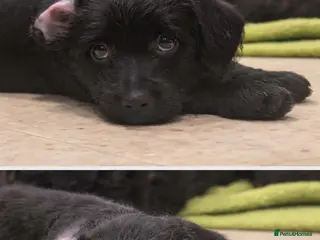 Mixed Breed dogs Froodle puppies - Advert 8