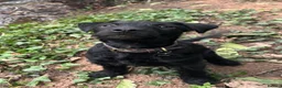 Patterjack dogs for sale: Patterjack puppies  in Chorley - Advert 4