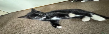 Mixed Breed Kitten 4