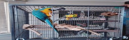 Macaws birds for sale: Blue Mccaw  - Advert 1