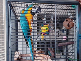 Macaws birds Blue Mccaw - Advert 1