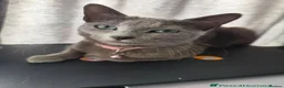 Russian Blue cats for sale: Beautiful 2-Year-Old Russian Blue Female cat - Advert 20