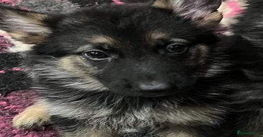 German Shepherd dogs in Stanford-le-Hope - Advert 14