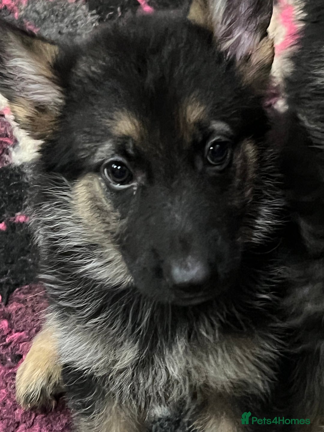 German Shepherd dogs for sale: READY NOW OUTSTANDING  GERMAN SHEPARD PUPPIES  in Stanford-le-Hope - Image 2