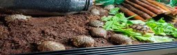 Tortoise reptiles for sale: Leopard Spotted Tortoises - Advert 3