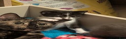 Mixed Breed cats for sale: 3 Male Kittens - Advert 9