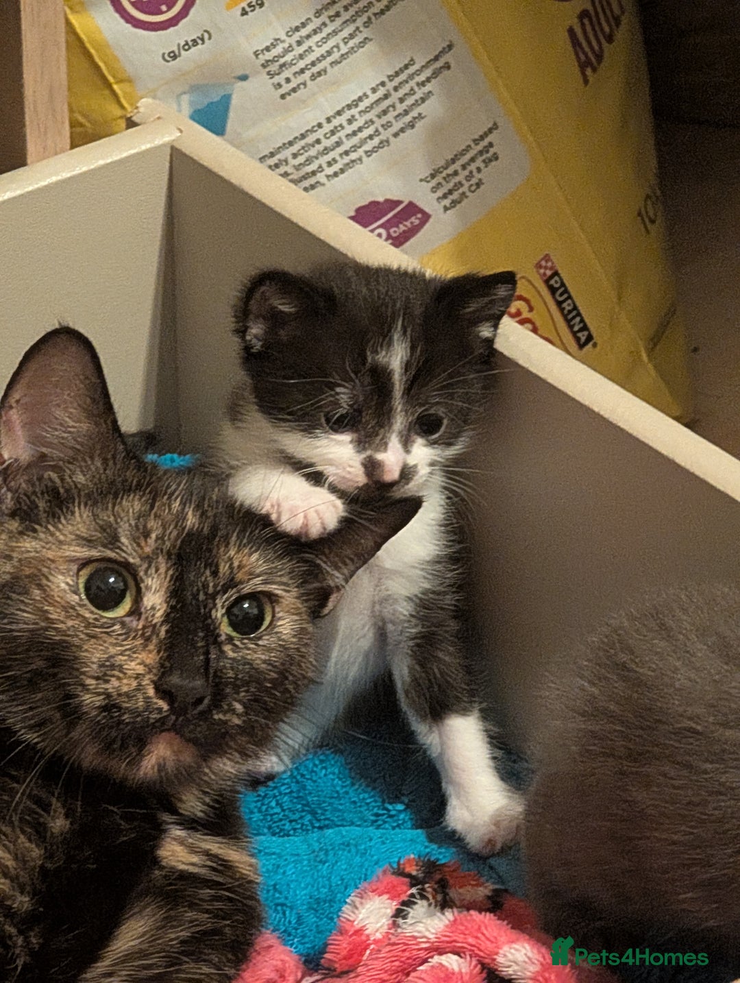 Mixed Breed cats for sale: 3 Male Kittens - Advert 9