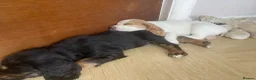 Cocker Spaniel dogs for sale: Working cocker spaniels  - Advert 7