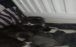 Mixed Breed cats for sale: Rag doll cross x Turkish angora  - Image 2