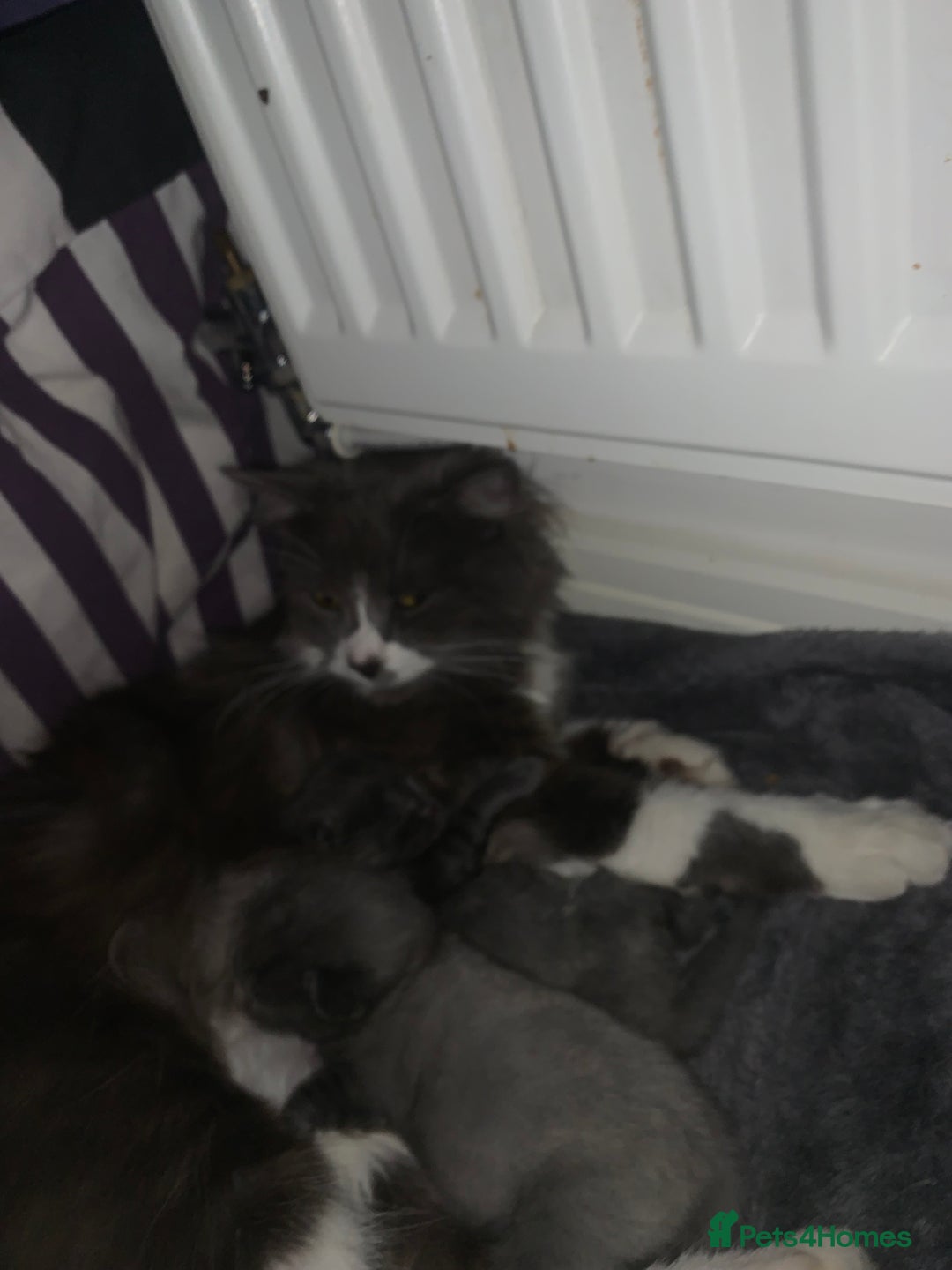 Mixed Breed cats for sale: Rag doll cross x Turkish angora  - Image 2