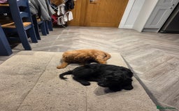 Labradoodle dogs for sale: F1 labradoodles - Image 9