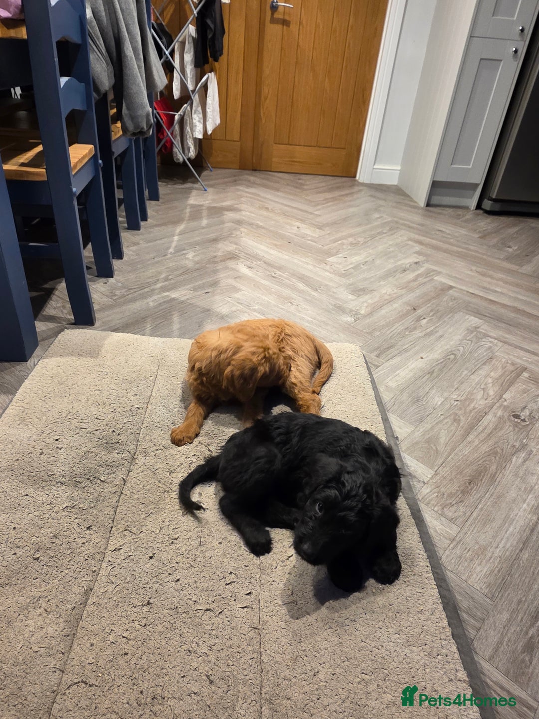 Labradoodle dogs for sale: F1 labradoodles - Image 9