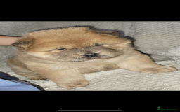 Chow Chow dogs for sale: Teddy bear chow hence his name ted  - Image 2