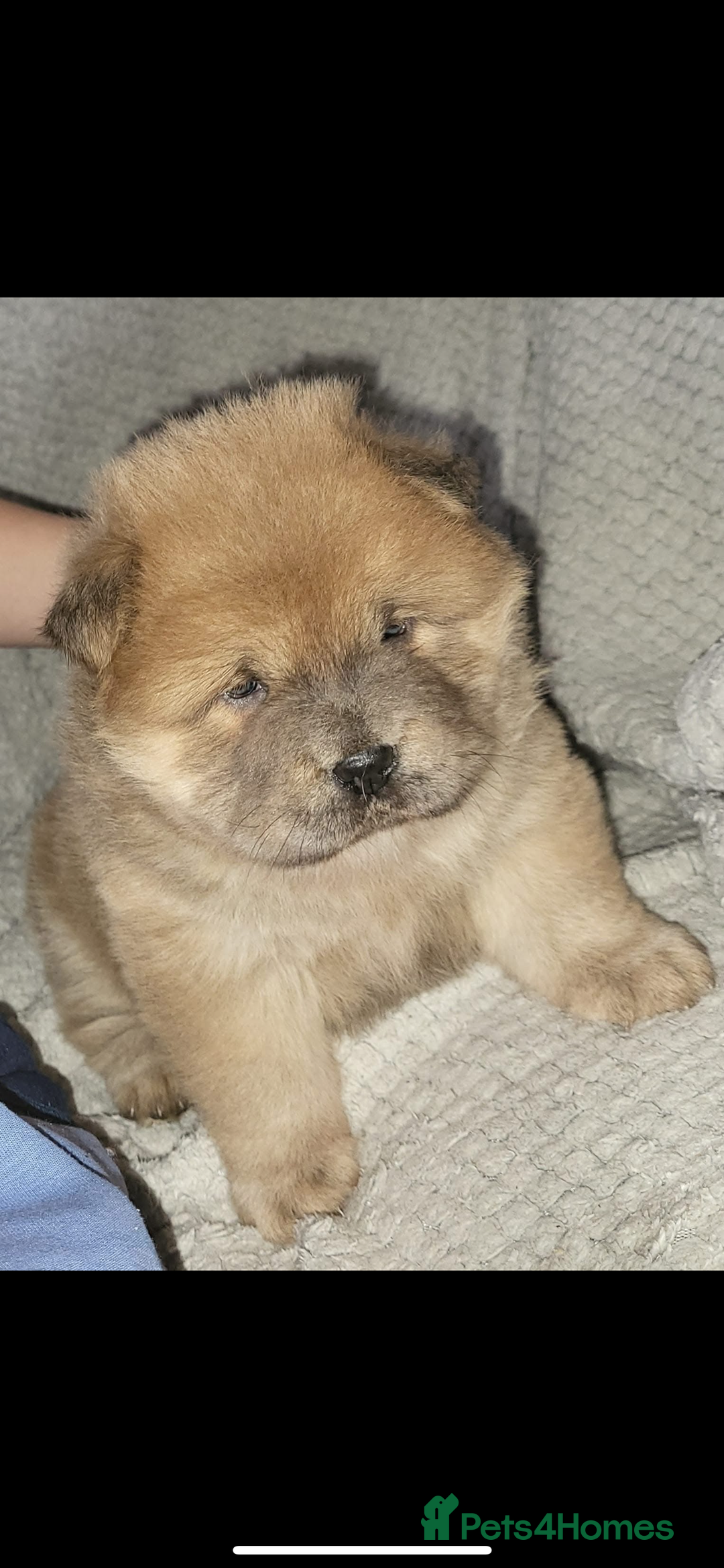 Chow Chow dogs for sale: Teddy bear chow hence his name ted  - Image 2