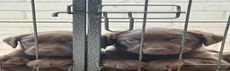 Labrador Retriever dogs for sale: Beautiful Chocolate Labrador Puppies - 09/03/2026 - Advert 14