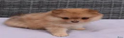 Pomeranian dogs for sale: Pomeranian puppy female  - Advert 18
