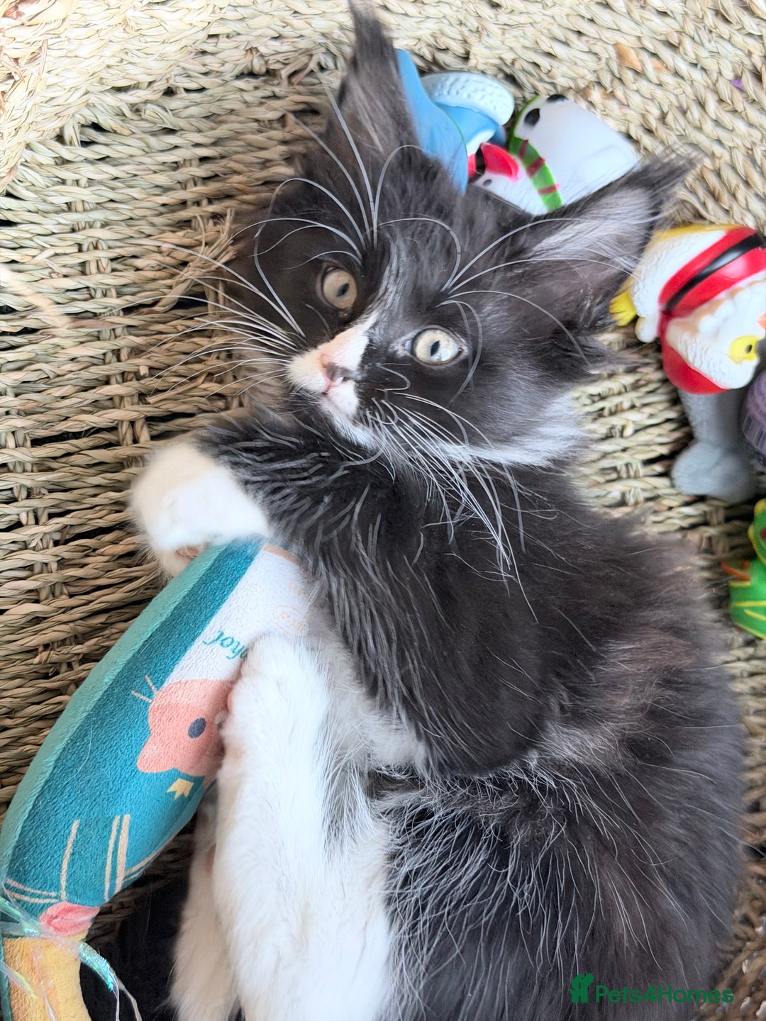 Maine Coon cats for sale: TICA reg adorable Maine Coon baby kittens  - Advert 12