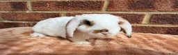 Mini Lop rabbits for sale: Two mini lop sisters available  - Advert 5