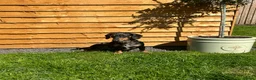 Miniature Dachshund dogs for sale: Miniature Dachshund puppies READY TO LEAVE NOW  - Advert 13