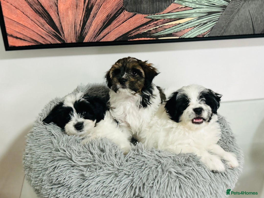 Shih Tzu dogs for sale: adorable Shih Tzu  puppies  - Image 2