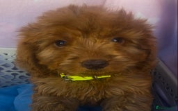 Cockapoo dogs for sale: CockerPoo  - Image 1