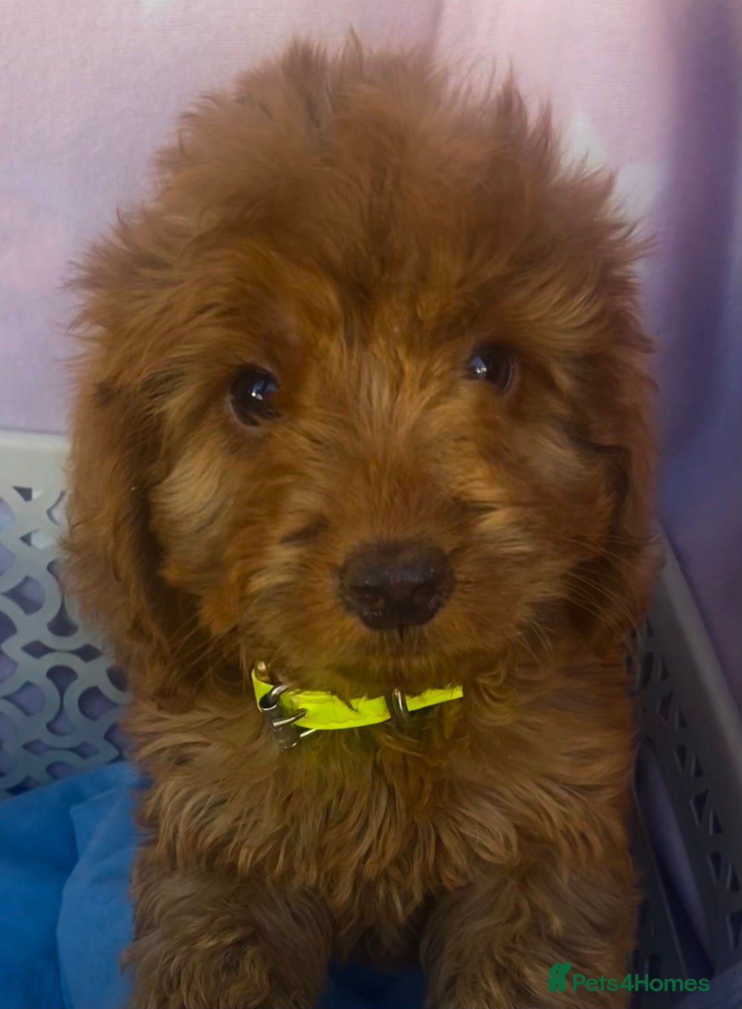 Cockapoo dogs for sale: CockerPoo  - Image 1