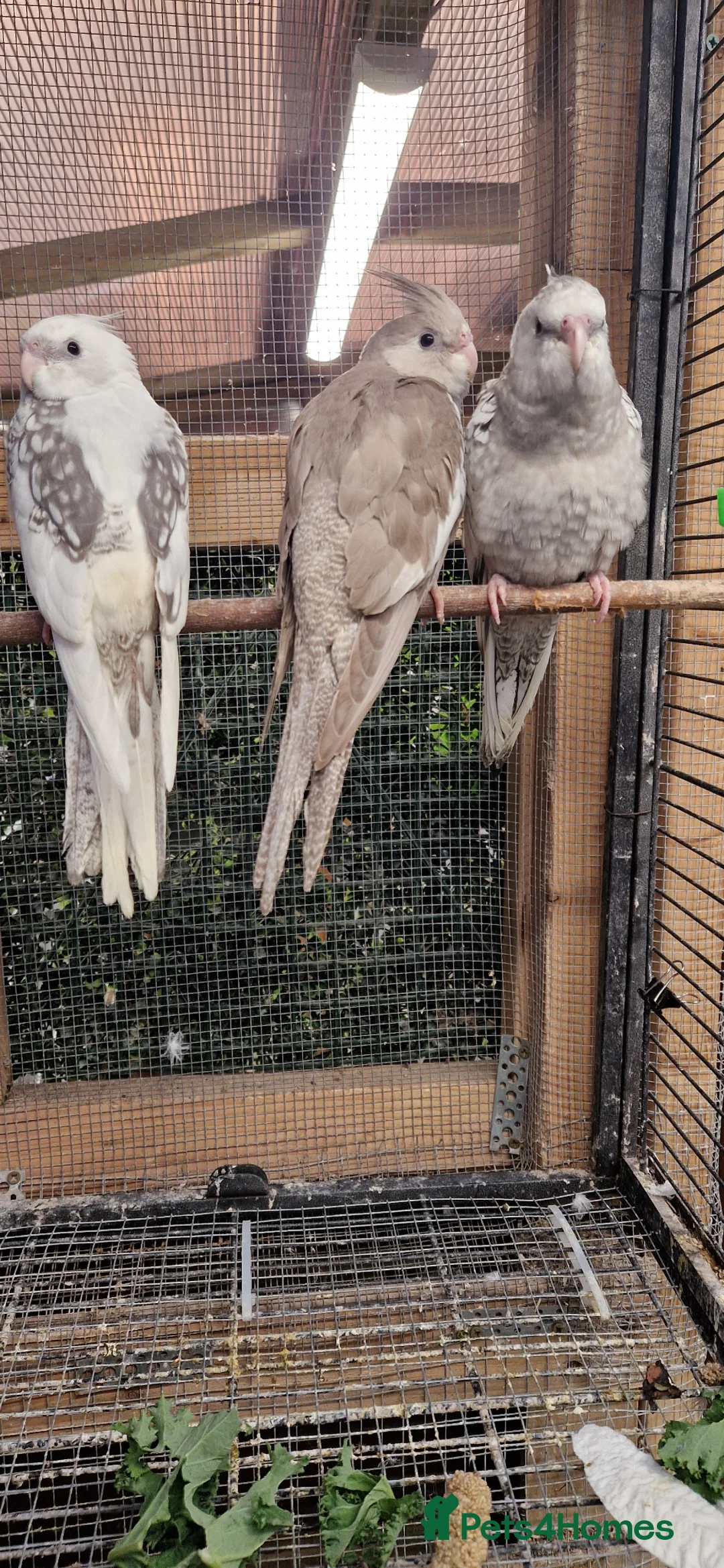 Cockatiels birds for sale: Hand rared cockatiels  - Advert 2