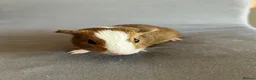 Guinea Pig rodents for sale: 4 boars for sale  - Advert 7