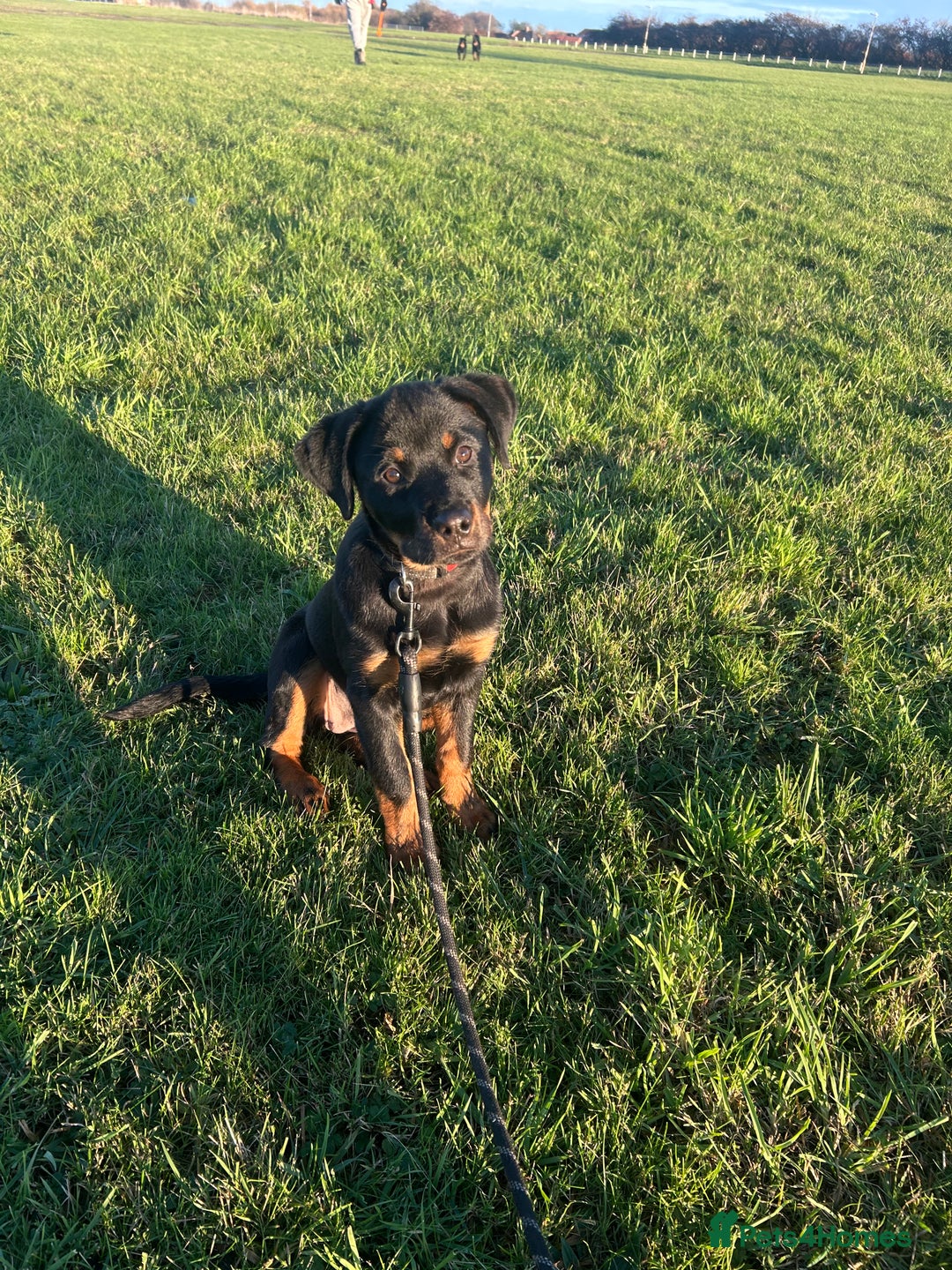 Rottweiler dogs for sale: Rottweiler  - Advert 3