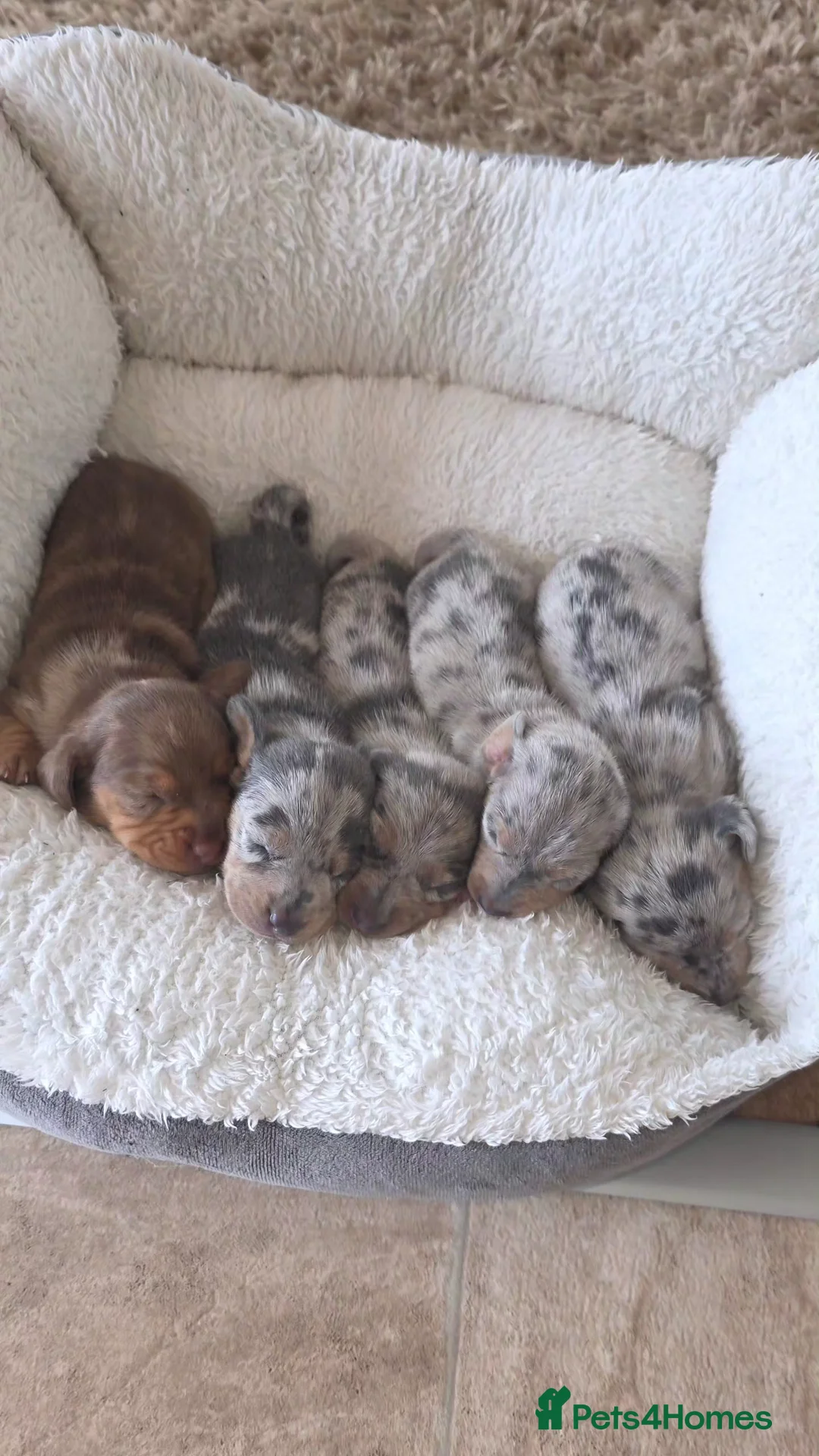 Miniature Dachshund dogs for sale: Dappled miniature smooth dachshund babies  - Advert 36
