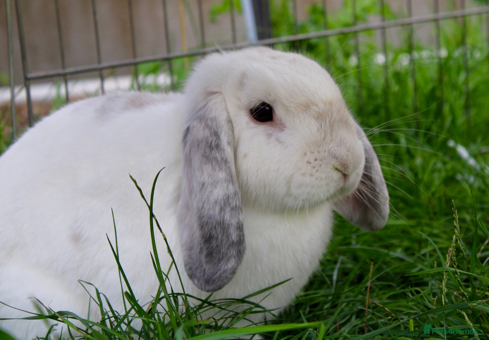 Mini Lop rabbits Beautiful Mini lop  - Advert 5