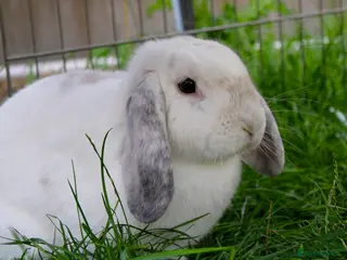Mini Lop rabbits Beautiful Mini lop - Advert 17