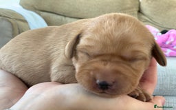 Labrador Retriever dogs for sale: Beautiful KC reg Labrador puppies - Image 6