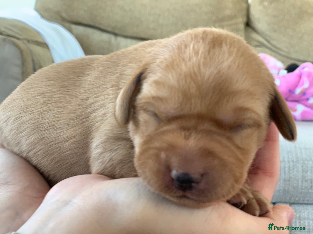 Labrador Retriever dogs for sale: Beautiful KC reg Labrador puppies - Image 6