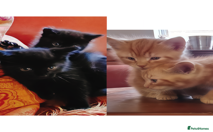 European cats - Advert 13