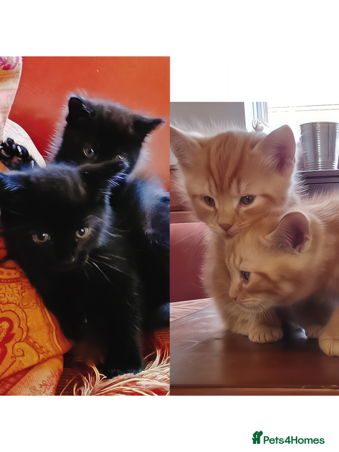 European cats for sale: 4 Adorable Kittens😻 Ready for Loving homes - Image 1
