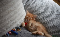 Mixed Breed cats for sale: Gorgeous Ginger Kittens - Image 10