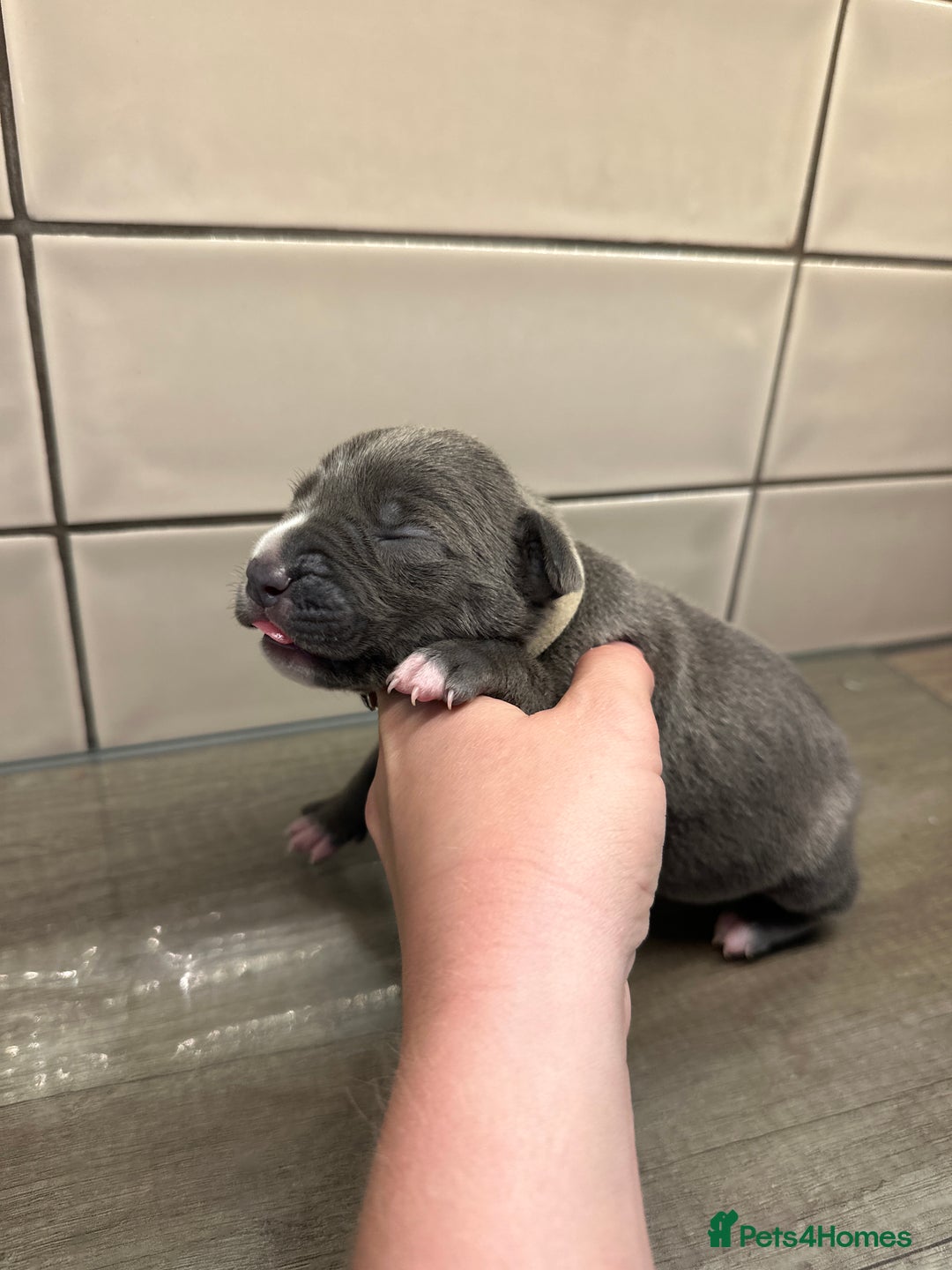 Mixed Breed dogs for sale: Staff x cane corso merle and grey pups for sale  - Image 16