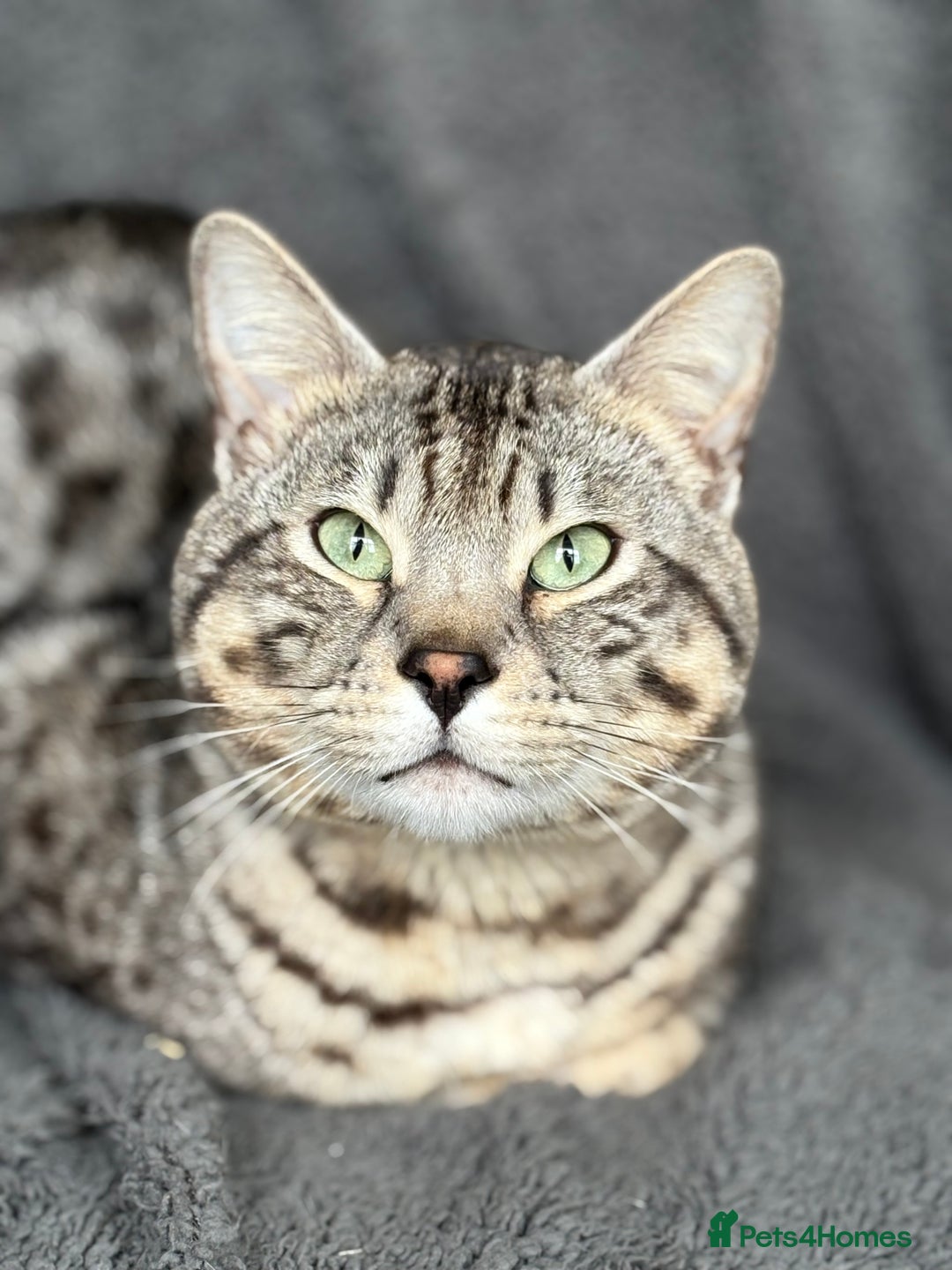 Bengal cats for sale: Neo the Bengal - Advert 7